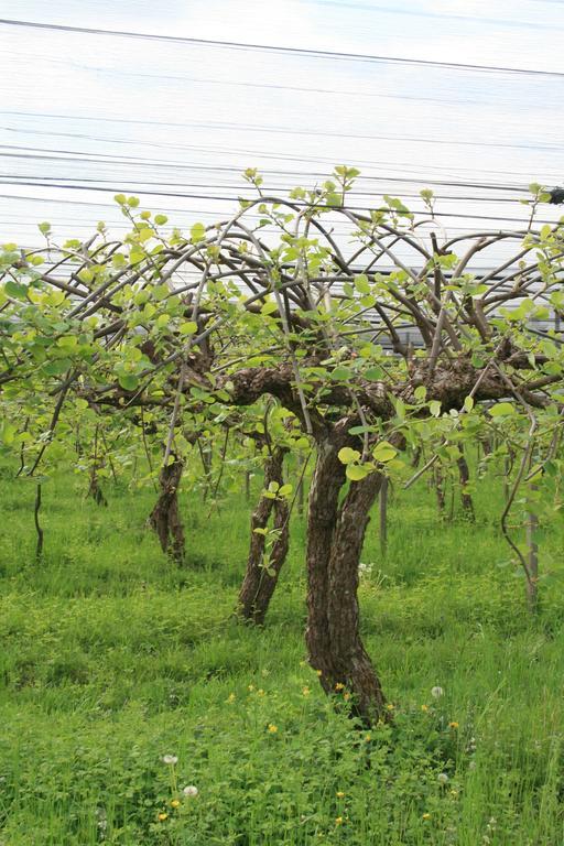 La Meridiana Crocetta del Montello Εξωτερικό φωτογραφία